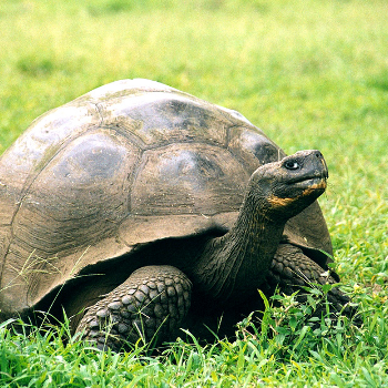 Galápagos Giant Tortoise - Животные и домашние животные