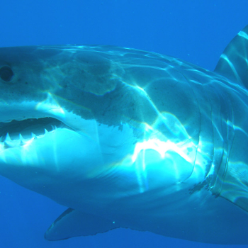 White Shark - Животные и домашние животные