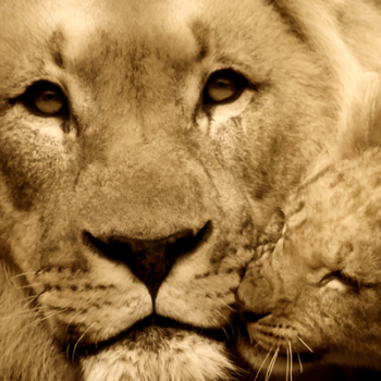 Lion - Животные и домашние животные