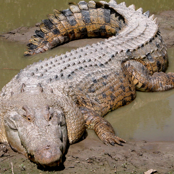 Crocodile - Животные и домашние животные