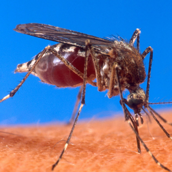 Mosquitoes - Животные и домашние животные