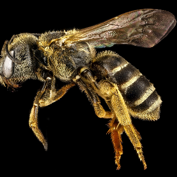 Bee - Животные и домашние животные
